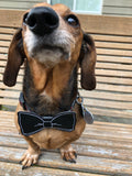 ITH bow tie embroidery design for dogs, snugglepuppyapplique.com