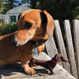 ITH Dachshund Dog embroidery design, snugglepuppyapplique.com