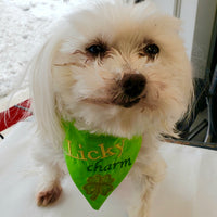 In the hoop Pet Bandana "Licky Charm" St. Patricks Day embroiery design