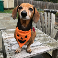 Cute dachshund modeling an orange bandana with a jack-o-lantern face applique on it. by snugglepuppyapplique.com