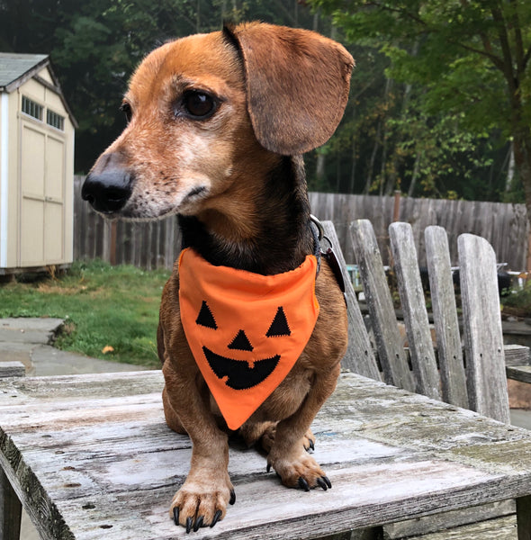 Cute dachshund modeling an orange bandana with a jack-o-lantern face applique on it.  by snugglepuppyapplique.com