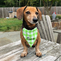 Dog modeling a bandana with "nice" embroidered on it by snugglepuppyapplique.com