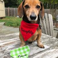 Dog modeling a bandana with "Naughty" embroidered on it by snugglepuppyapplique.com