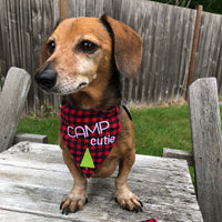 Dog wearing an in the hoop bandana with a tree appliqué and the words "Camp Cutie" embroidered on it, by snugglepuppyapplique.com