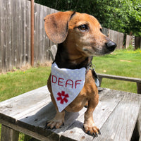 A dog modeling an in the hoop medical alert bandana for deaf pets, by snugglepuppyapplique.com