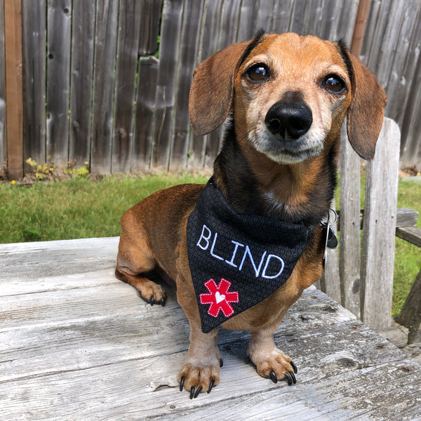 A dog modleing an in the hoop medical alert bandana  "blind" pets by snugglepuppyapplique.com