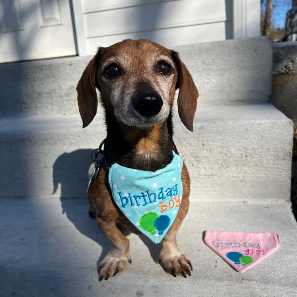 A dachshund wearing an in the hoop bandana with appliquéd balloons and the words "birthday boy" embroidered above them. By snugglepuppyapplique.com