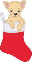 Chihuahua in Stocking